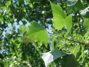 楊樹葉腐葉土養(yǎng)花好