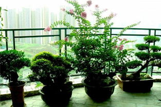 家里養(yǎng)花小竅門