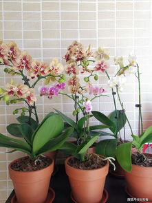 陜西漢中養(yǎng)花冬天什么時(shí)候搬入室內(nèi)