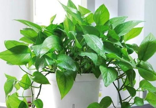 養(yǎng)花種什么好處