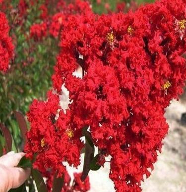 水養(yǎng)花那些好看又好養(yǎng)