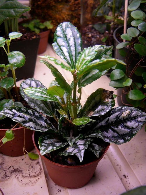 盆栽養(yǎng)花需要什么土