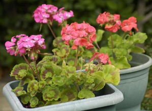 養(yǎng)花小竅門自制殺蟲