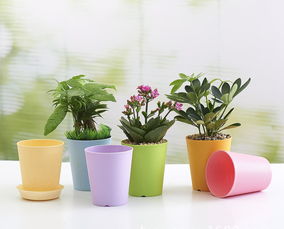 養(yǎng)花的花盆里面有西瓜蟲(chóng)