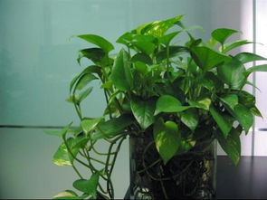 室內(nèi)養(yǎng)花需要見陽光么