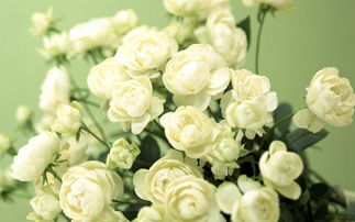 花雖然多養(yǎng)花課內(nèi)閱讀及答案