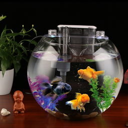 養(yǎng)花養(yǎng)魚一體大全