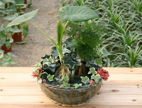 什么東西可以代替營(yíng)養(yǎng)液養(yǎng)花