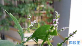 讀書與養(yǎng)花