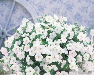 夏天陽(yáng)臺(tái)曬不到太陽(yáng)養(yǎng)花會(huì)開(kāi)嗎