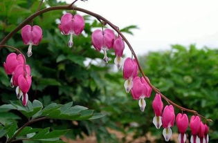 老舍養(yǎng)花重點