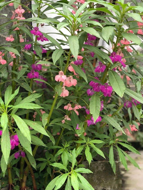 我愛(ài)養(yǎng)花了分幾部分