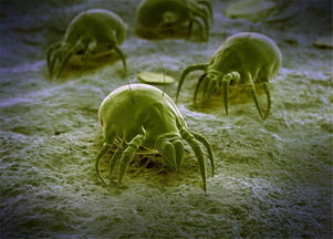 室內(nèi)養(yǎng)花的螨蟲