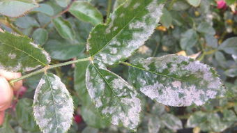 養(yǎng)花一般用的哪種農(nóng)藥