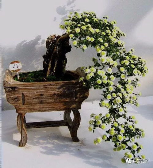 老舍-養(yǎng)花的樂(lè)趣