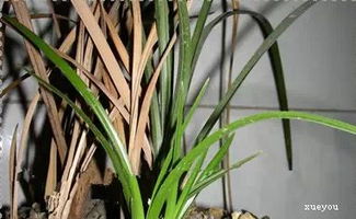 養(yǎng)花如何防病蟲害