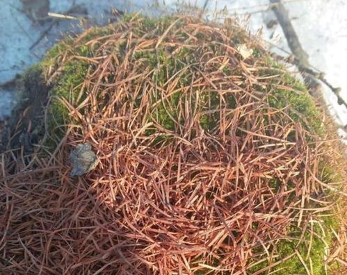 用沒腐熟的松針養(yǎng)花