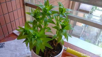 養(yǎng)花噴壺制作