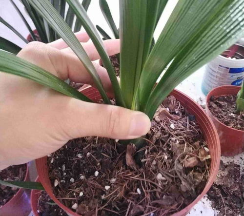 草炭土養(yǎng)花特別酥松