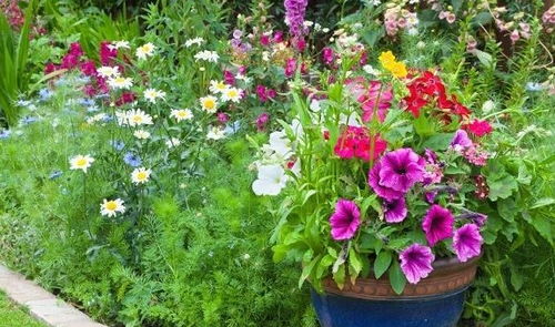 養(yǎng)花的氮磷鉀是什么