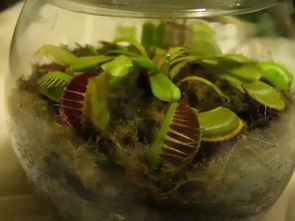 用于養(yǎng)花的玻璃瓶子