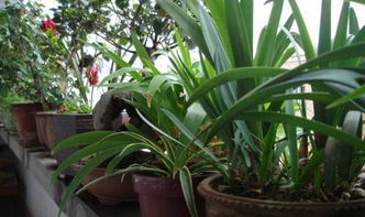 養(yǎng)花用菜油餅發(fā)酵一般要多久