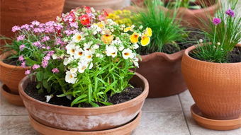 家里養(yǎng)花不好嗎