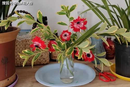 大蒜養(yǎng)花適應(yīng)什么花