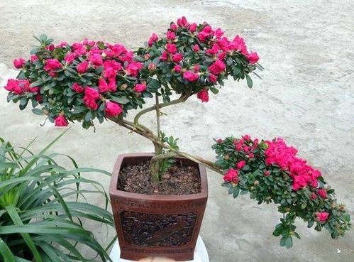 養(yǎng)花土變黃