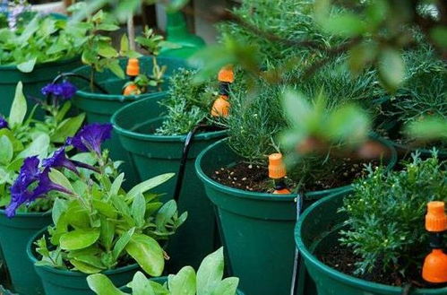 養(yǎng)花可以澆自來(lái)水嗎