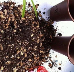 養(yǎng)花土放花生皮