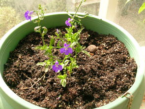 養(yǎng)花的土發(fā)酸