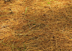 松針肥可以直接養(yǎng)花嗎