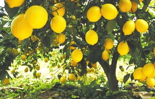 安岳縣檸檬創(chuàng)新創(chuàng)業(yè)摘要