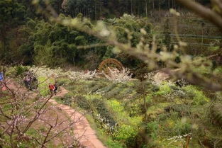 柞樹(shù),案例,創(chuàng)新,創(chuàng)業(yè)