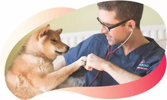 創(chuàng)新,寵物,創(chuàng)業(yè)