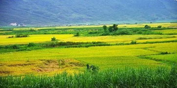 四個(gè)農(nóng)業(yè)農(nóng)村創(chuàng)新創(chuàng)業(yè)