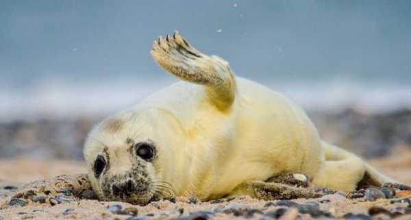 海豹怎么呼吸,海豹 是生活在海洋的哺乳動物它們的呼吸方式是什么圖1