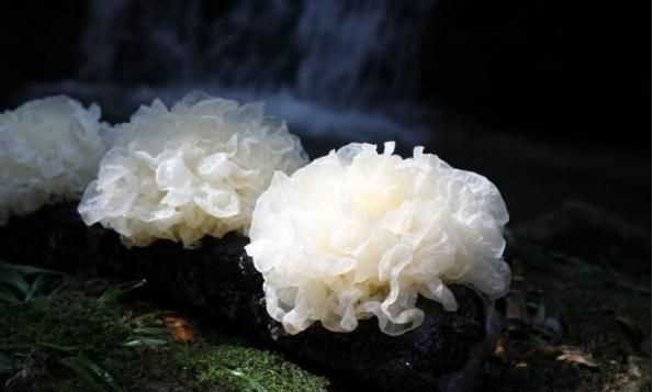 銀耳蓮子羹一周吃幾次，養(yǎng)生壺燉銀耳蓮子羹需要多長時間？圖3