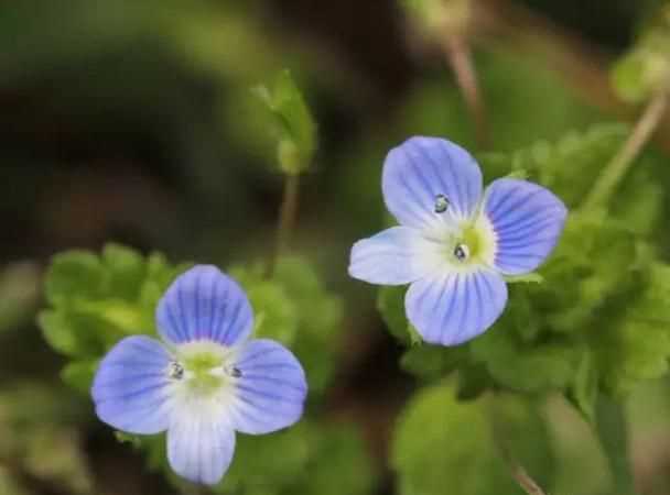 銀葉婆婆納習(xí)性