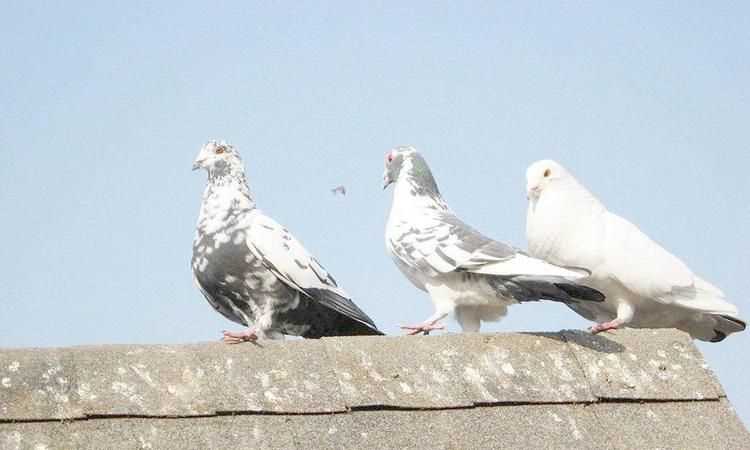 貓頭鷹、鵝、大燕、老鷹、鴿子哪些是既會(huì)飛又會(huì)游泳的動(dòng)物