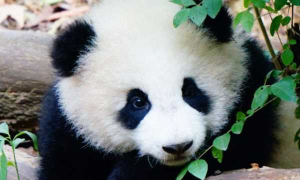 牙齒自修復(fù)是哪個(gè)動(dòng)物,中國(guó)科學(xué)院金屬研究所發(fā)現(xiàn)什么的牙齒能夠?qū)崿F(xiàn)自修復(fù)圖2