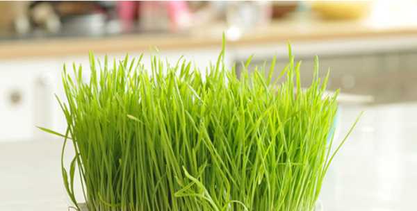 做清明團(tuán)子用什么草,做清明團(tuán)的植物叫什么圖2