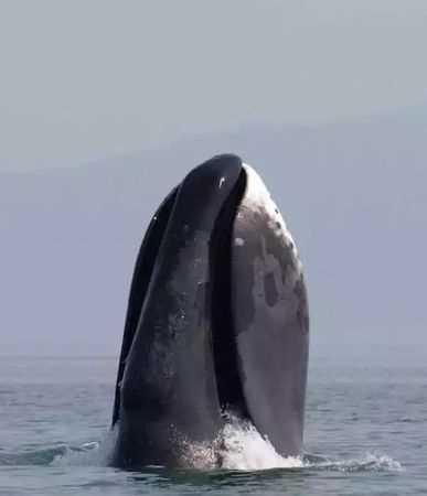 Grace是不是最長(zhǎng)壽的海洋動(dòng)物