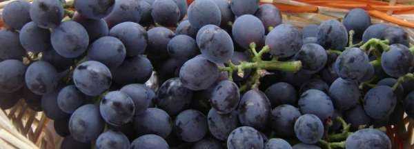 葡萄上有凸起的小點點可以吃,葡萄上有凸起的小點點可以吃嗎圖4