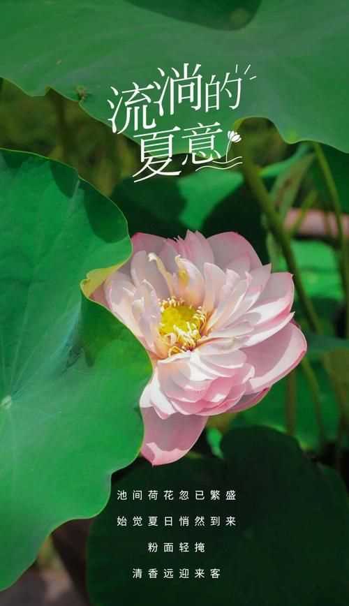 夏至是什么意思是夏天到了嗎