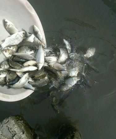 魚缸里魚扎堆怎么回事