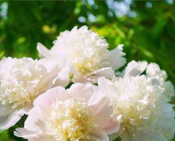 大芍藥花,芍藥花的養(yǎng)殖方法和注意事項圖8