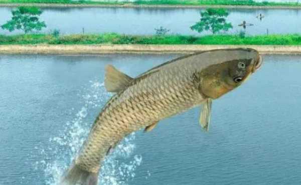 水庫釣草魚釣底還是釣浮,釣草魚是釣底還是釣浮比較好圖3