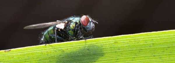 燈光下有很多小飛蟲怎么辦,燈上有很多小飛蟲怎么辦哪里來的圖4